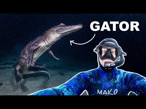 Night Snorkel with Alligators in a Florida Spring