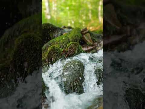 Enter a Peaceful &amp; Beautiful Forest Sanctuary 💚 Welcome to Soothing Relaxation #relaxingmusic