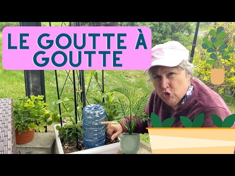 Comment garder ses plantes arrosées lorsqu&#039;on part la fin de semaine? - capsule horticole